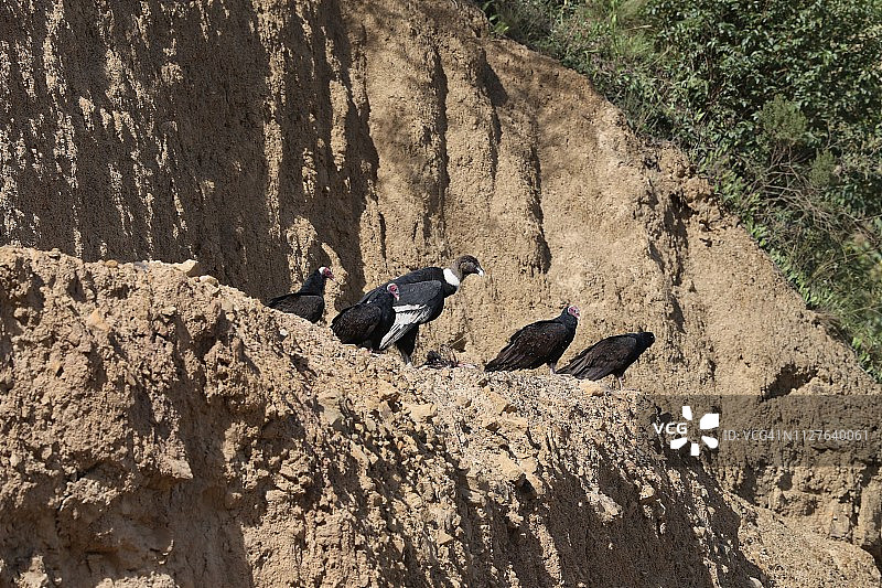 安第斯秃鹰和红头美洲鹫聚集在动物尸体旁图片素材