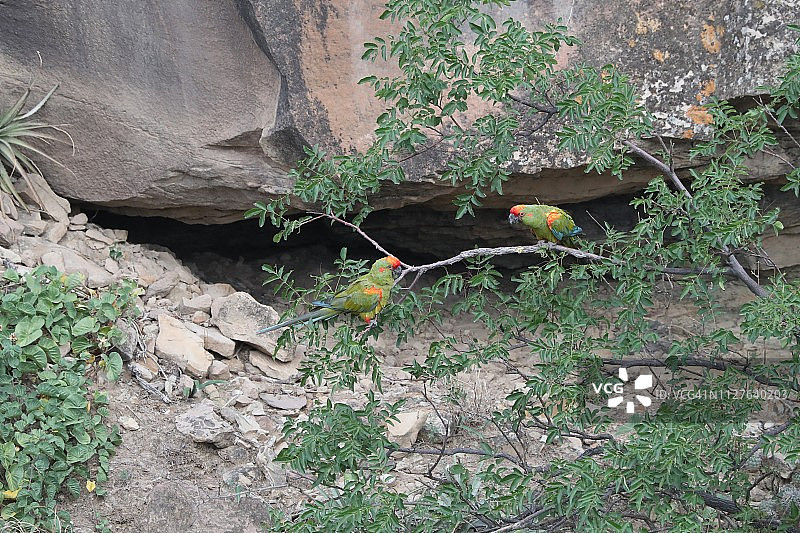 全球濒危的红额金刚鹦鹉图片素材