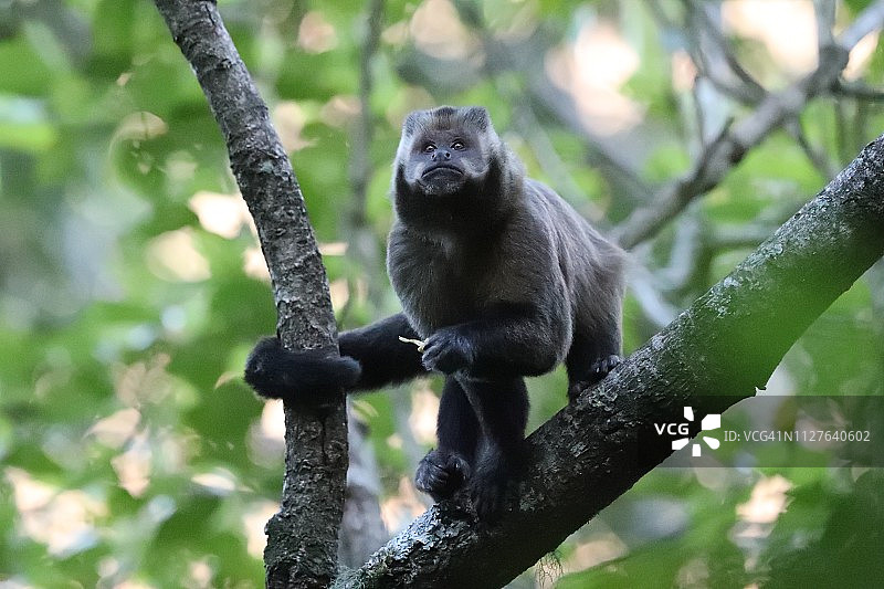 大头卷尾猴图片素材