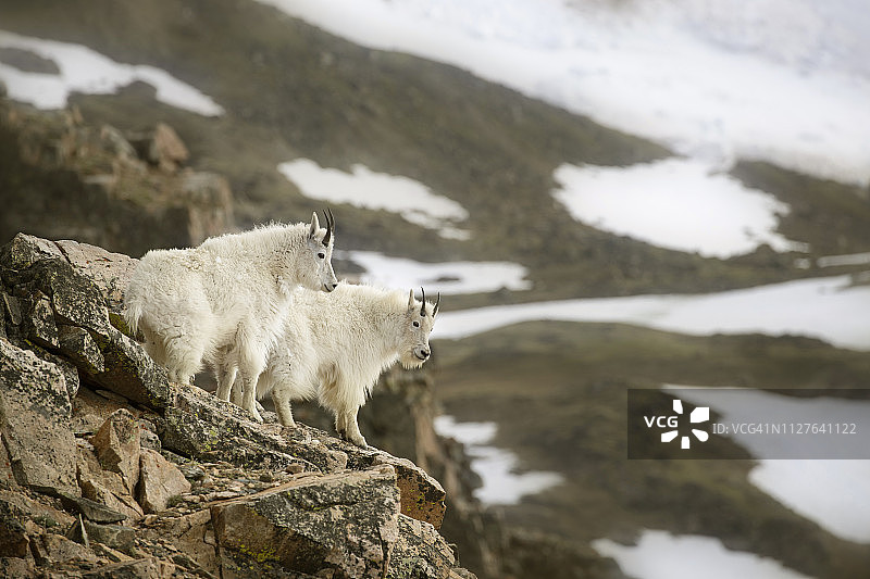 林木线上方的山羊图片素材