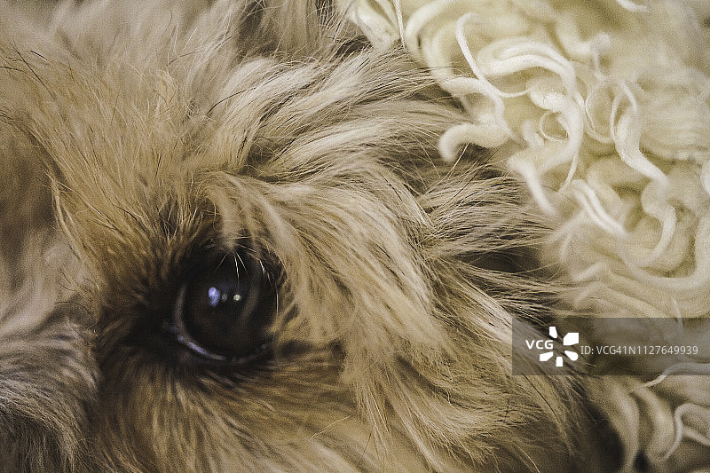 哈兹梗犬的眼睛特写图片素材