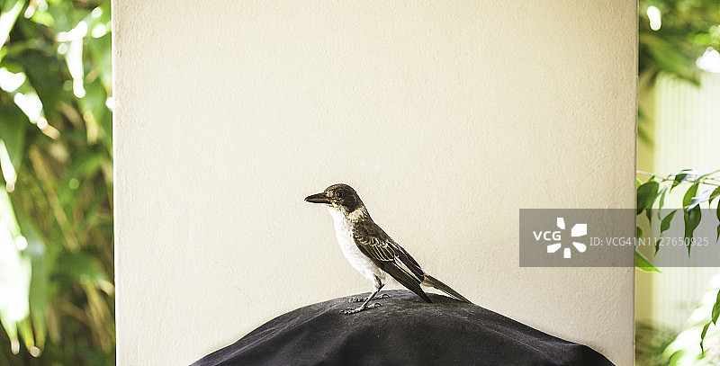 一只灰背伯劳鸟图片素材