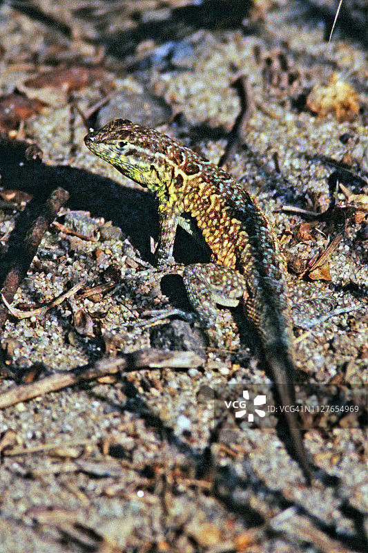 西部栅栏蜥蜴图片素材