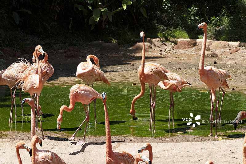 火烈鸟图片素材