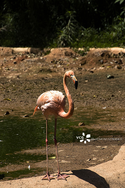 火烈鸟图片素材