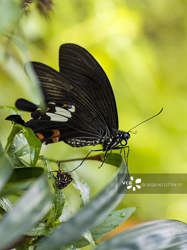 常见的美貌蝴蝶图片素材