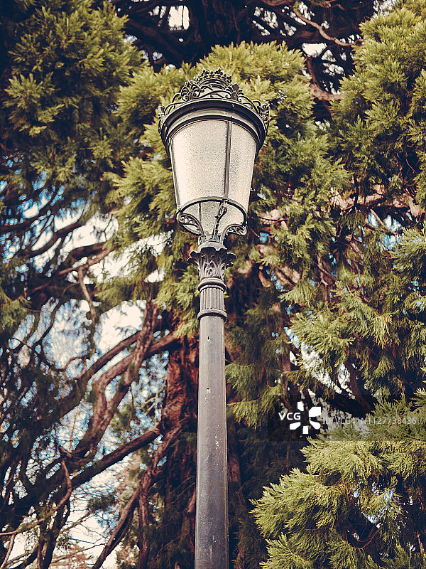 背景中的路灯和红杉树图片素材