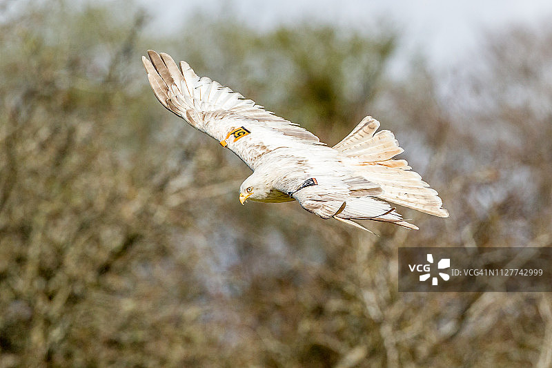 红风筝（Milvus milvus），鹰科图片素材