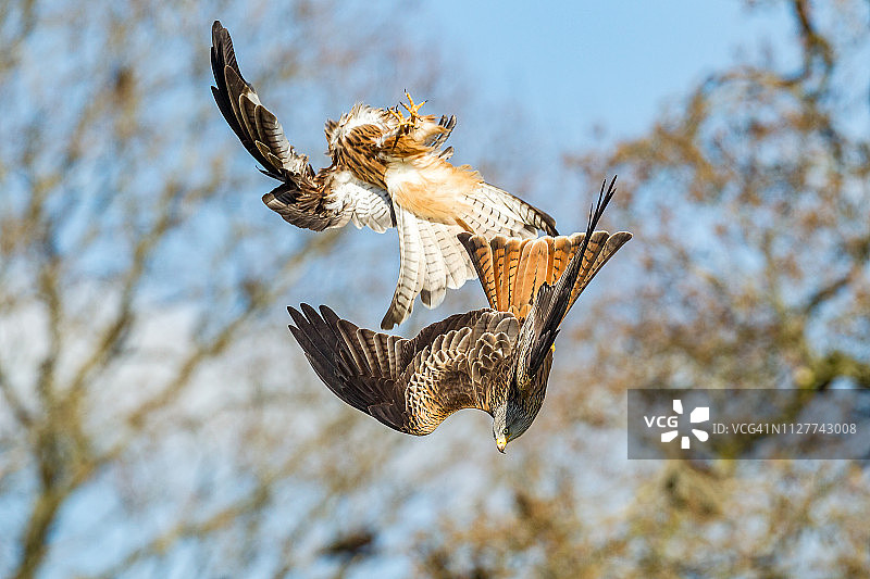 红风筝（Milvus milvus），鹰科图片素材