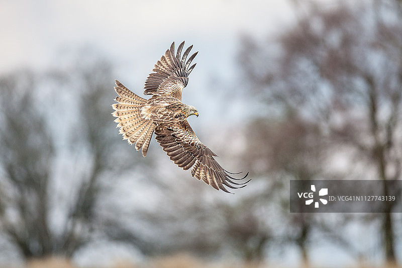 红风筝（Milvus milvus），鹰科图片素材