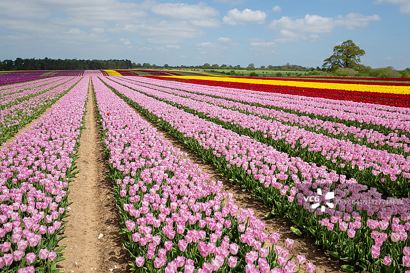 田野中盛开的彩色郁金香图片素材
