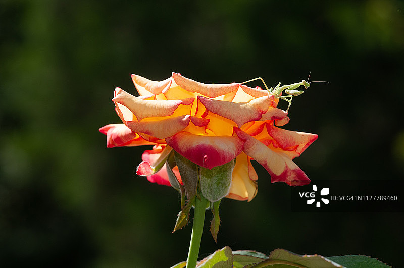 花园玫瑰上的螳螂图片素材