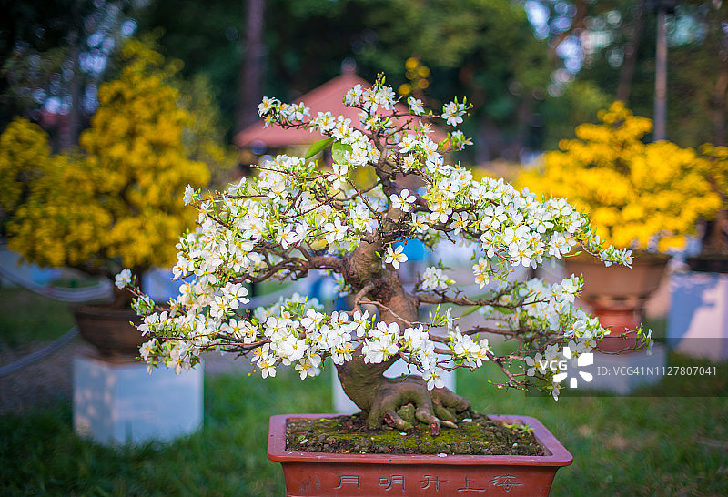 春天盛开的白杏花盆栽图片素材
