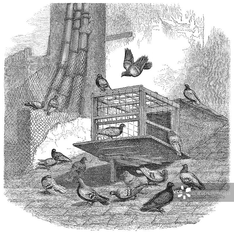 法国巴黎的信鸽鸽舍 - 19世纪图片素材