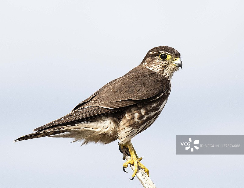 灰背隼图片素材