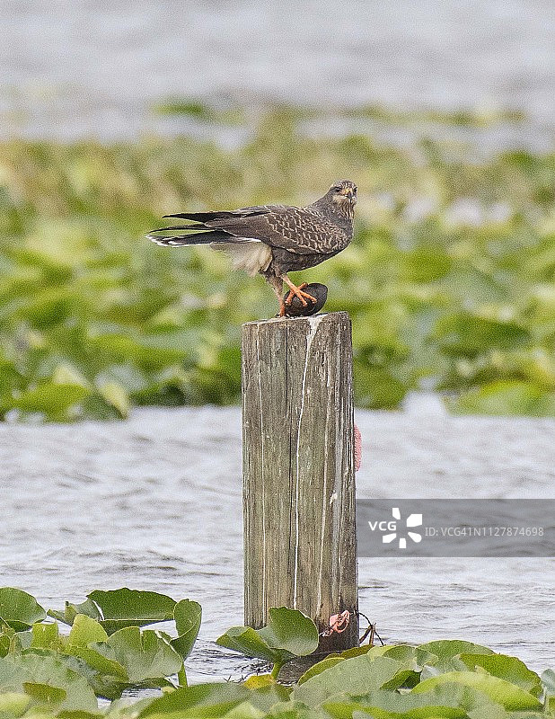 吃蜗牛的锥嘴鸢图片素材