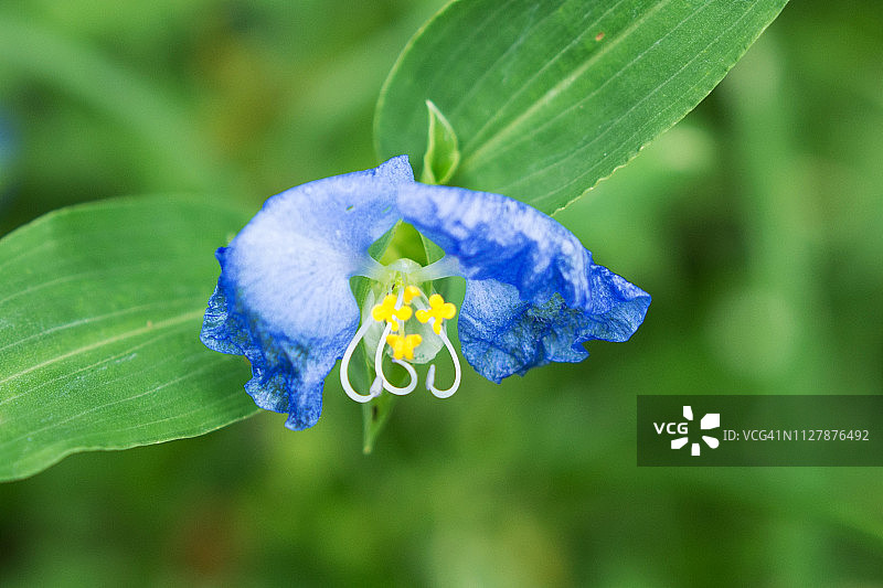 鸭跖草特写图片素材