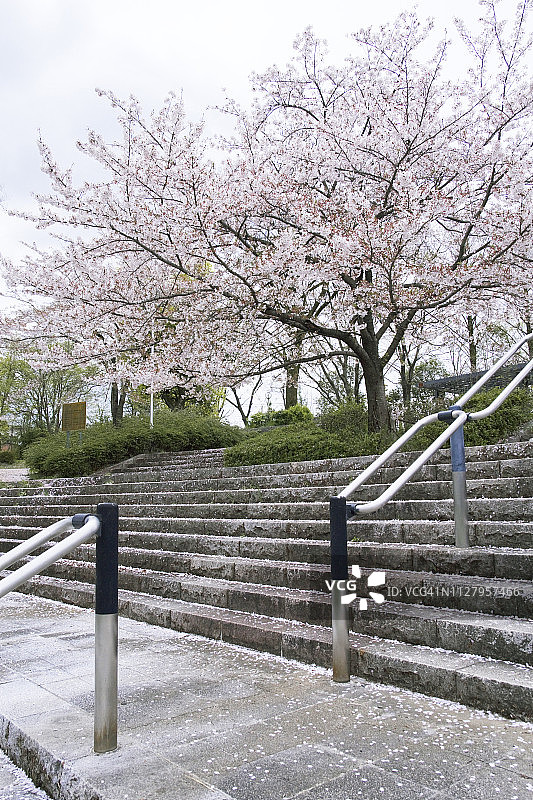 樱桃树图片素材
