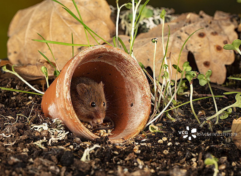 玩耍中的田鼠图片素材