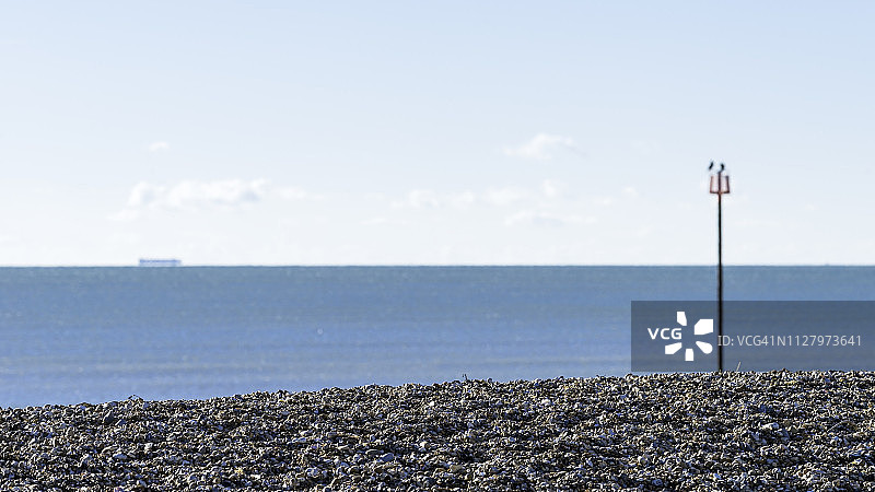 海洋生物图片素材