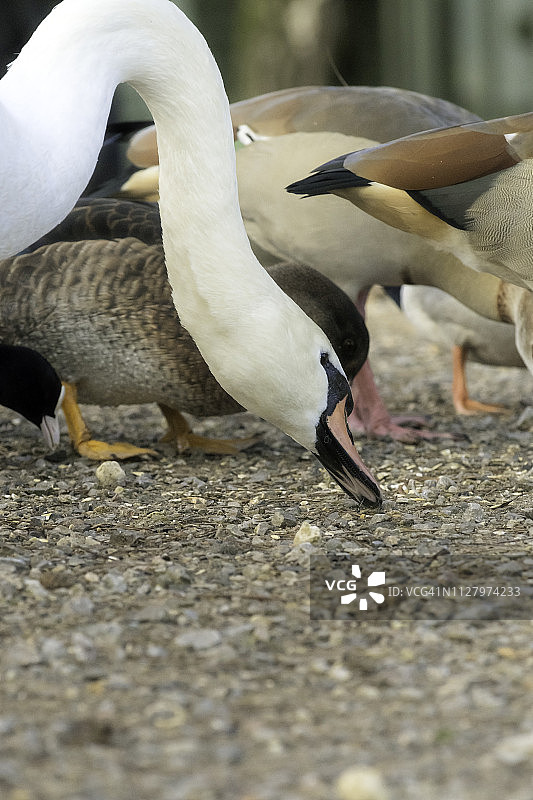 天鹅进食图片素材