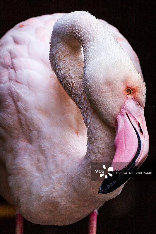 大红鹳图片素材
