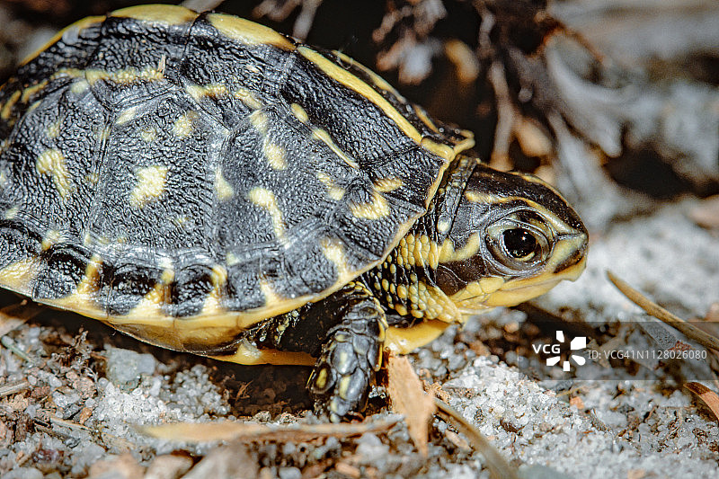佛罗里达箱龟幼龟图片素材