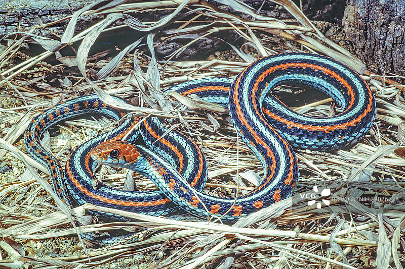 旧金山束带蛇图片素材
