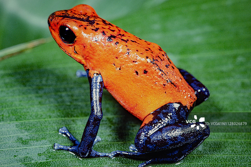 草莓毒镖蛙图片素材