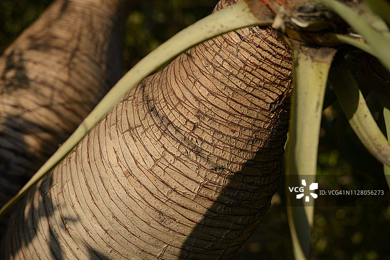 龙血树图片素材