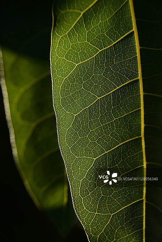 红叶榕树叶图片素材
