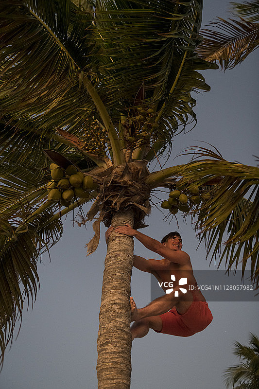 运动型男人在佛罗里达群岛攀爬椰子树图片素材