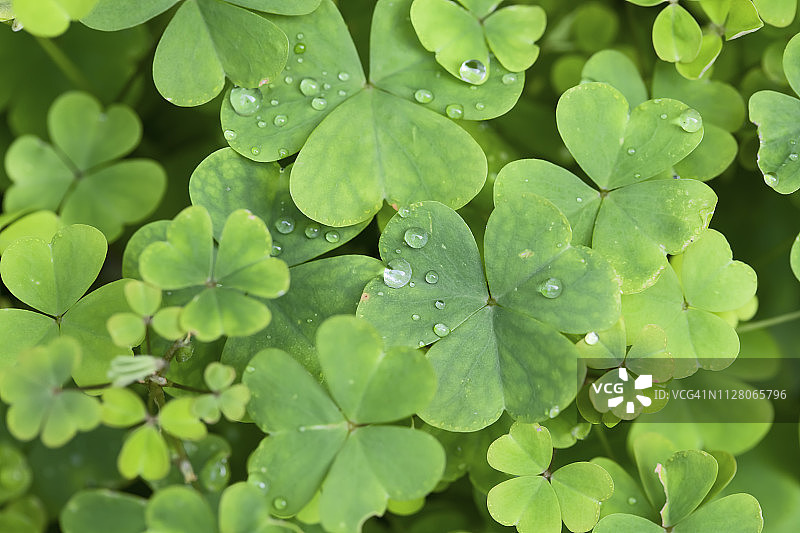 绿色三叶草特写图片素材
