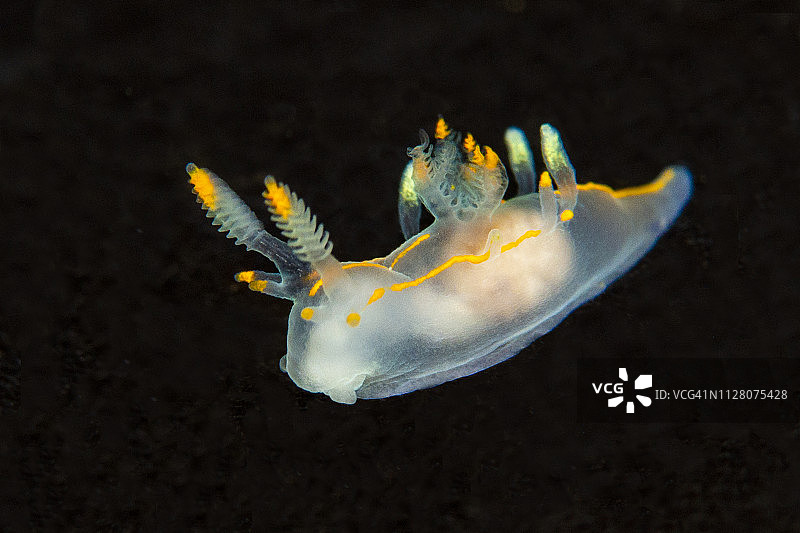 海蛞蝓图片素材