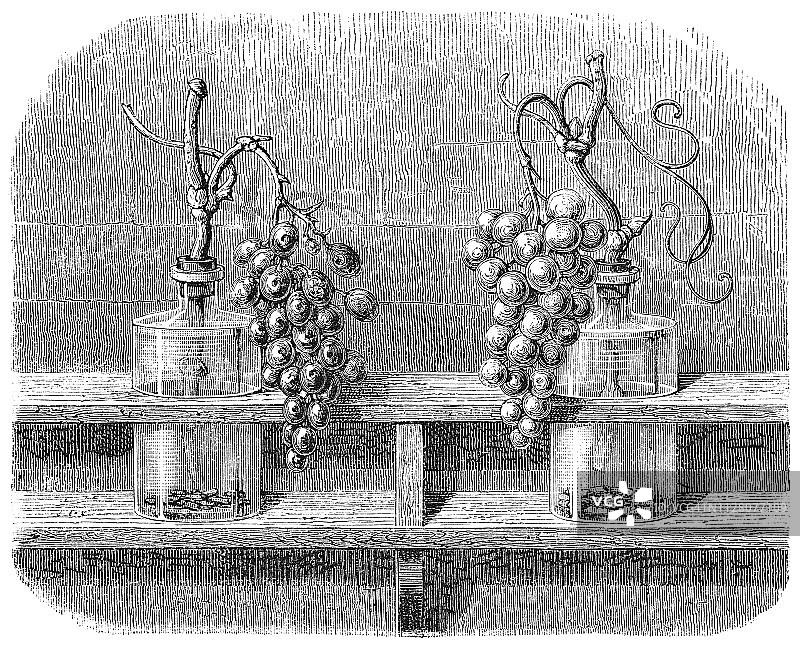 19世纪法国托默里葡萄保鲜法图片素材