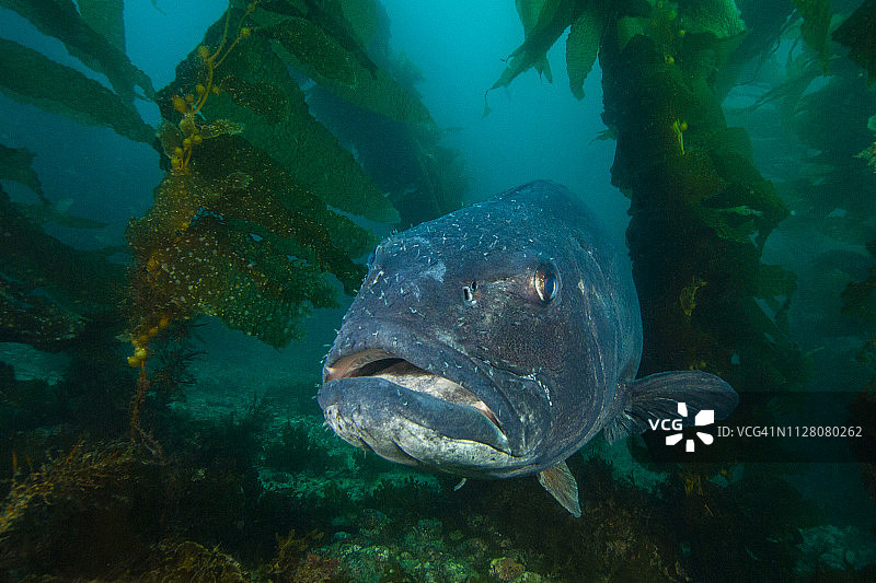 bsb5Apr29-18图片素材