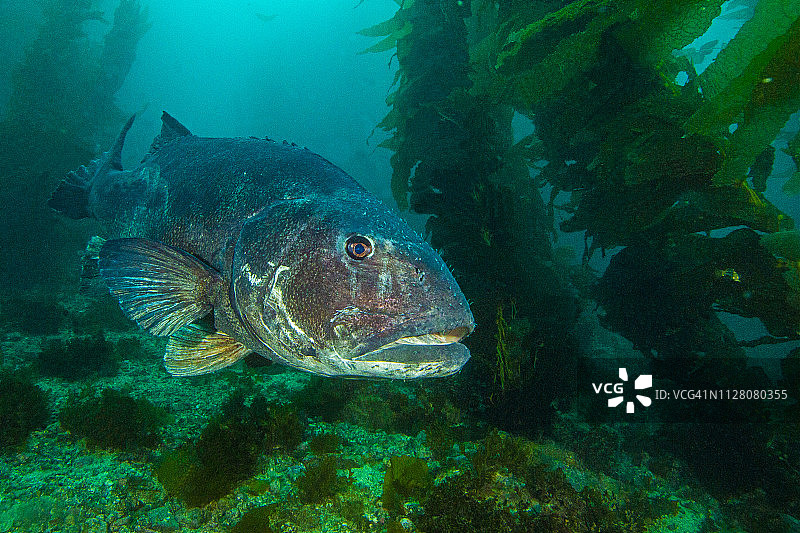 bsb1Apr29-18图片素材