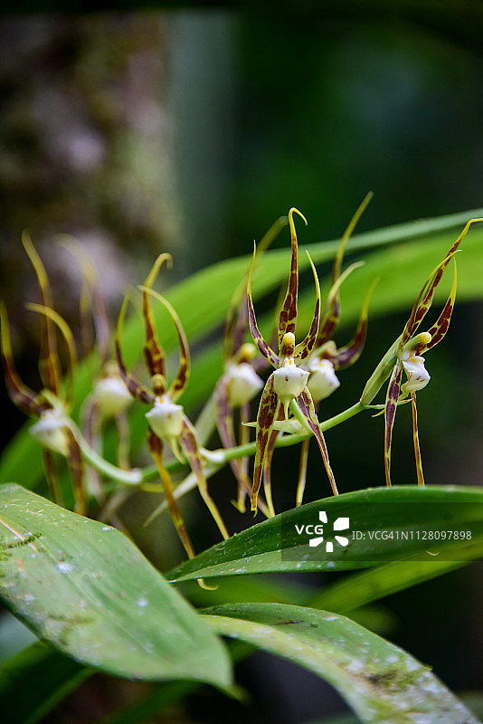 跳舞兰图片素材