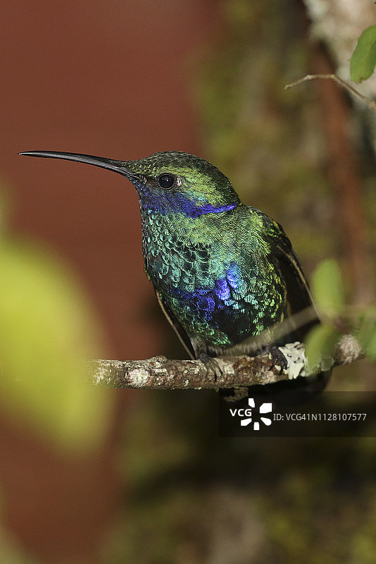 闪耀紫耳蜂鸟图片素材