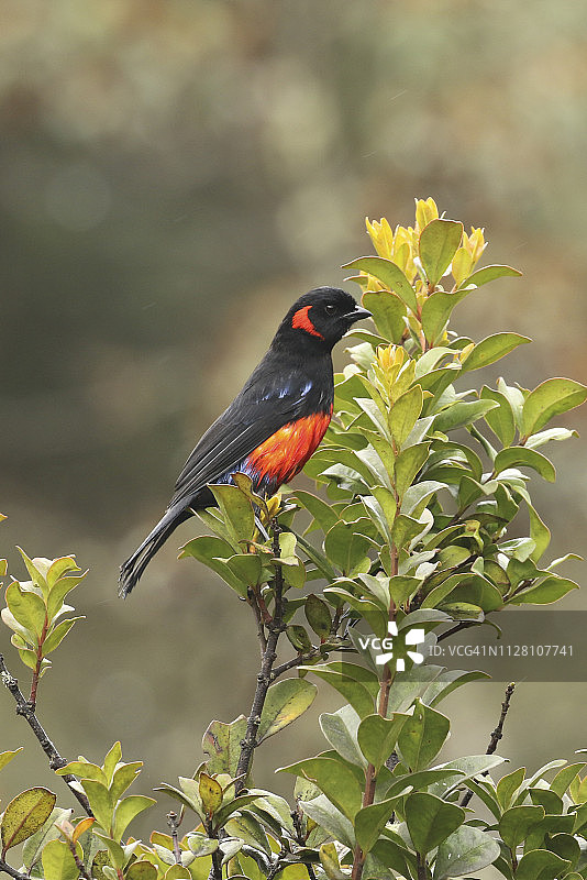 朱腹绿咬鹃图片素材