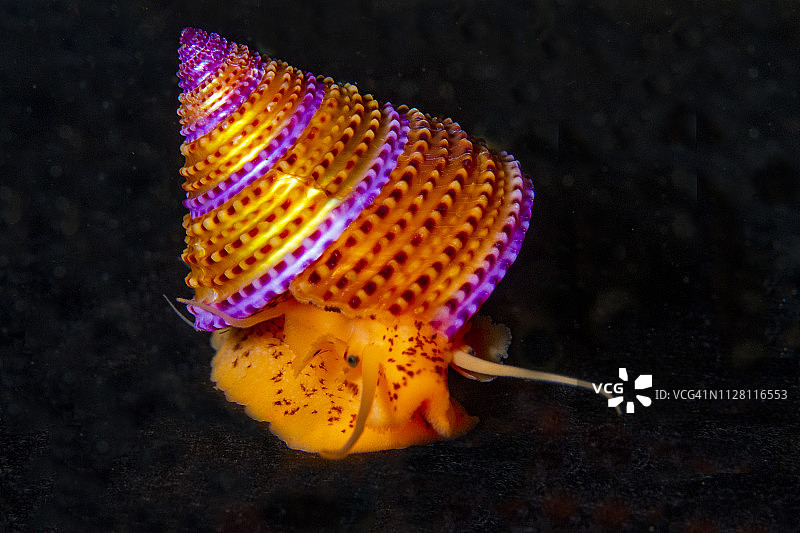 蜗牛1Jun2-18图片素材