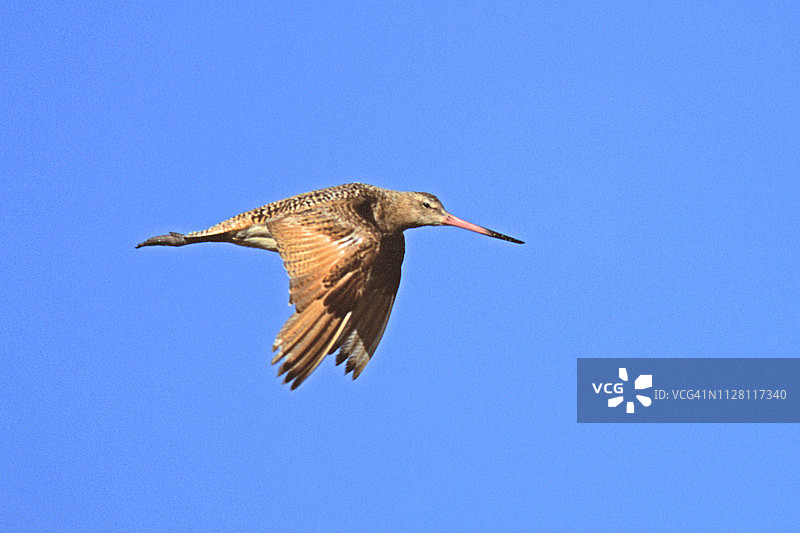 飞行中的丘鹬图片素材