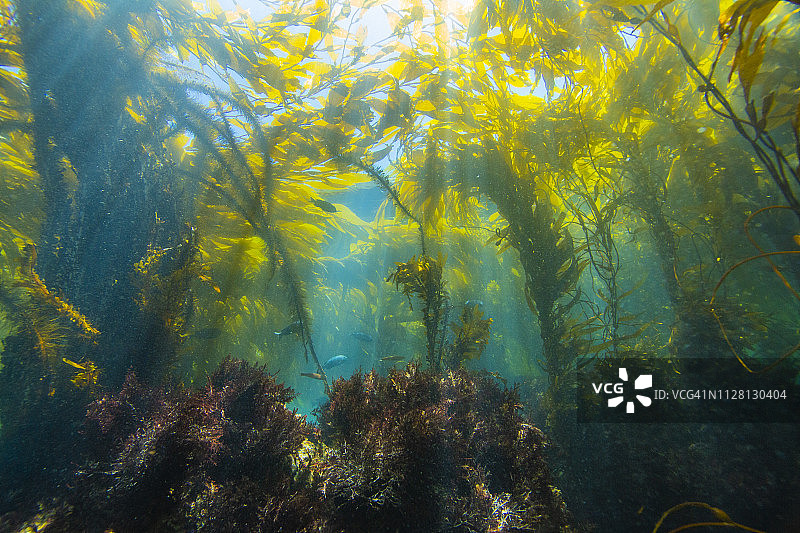 海藻森林图片素材