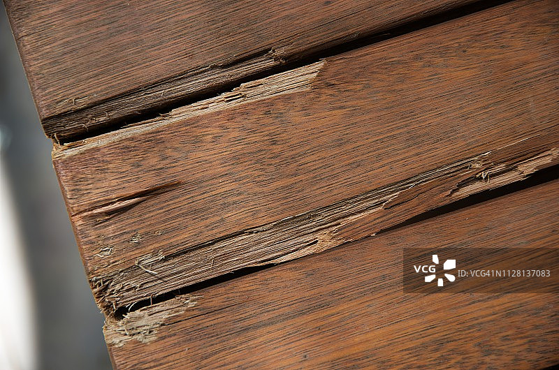 葵花凤头鹦鹉破坏的户外野餐桌图片素材