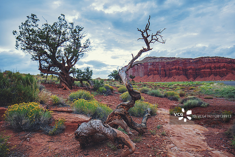 犹他州沙漠日落下的刺柏树图片素材