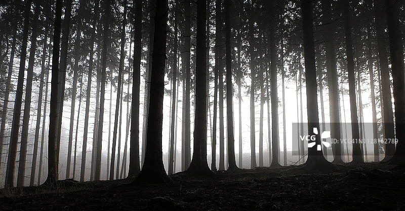 具有戏剧性轮廓的森林景观图片素材