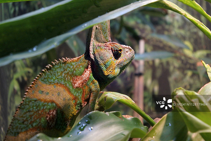 变色龙图片素材