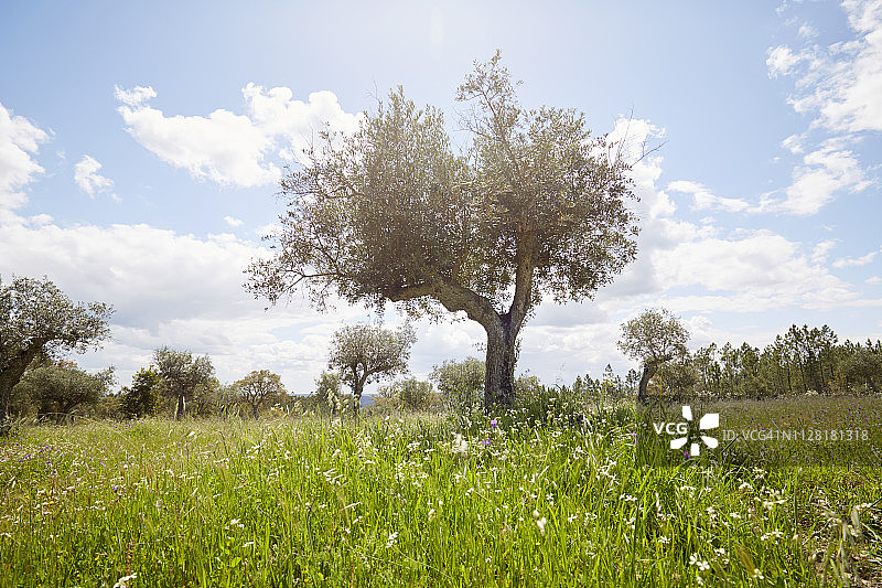 草地上的橄榄树图片素材
