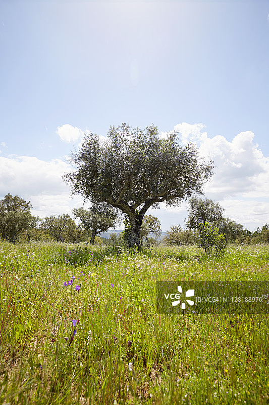 草地上的橄榄树图片素材