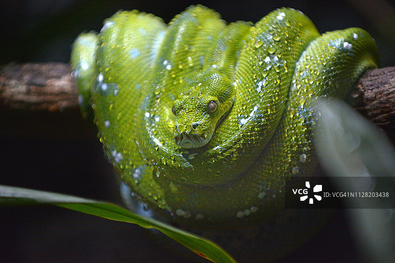 翡翠树蚺图片素材